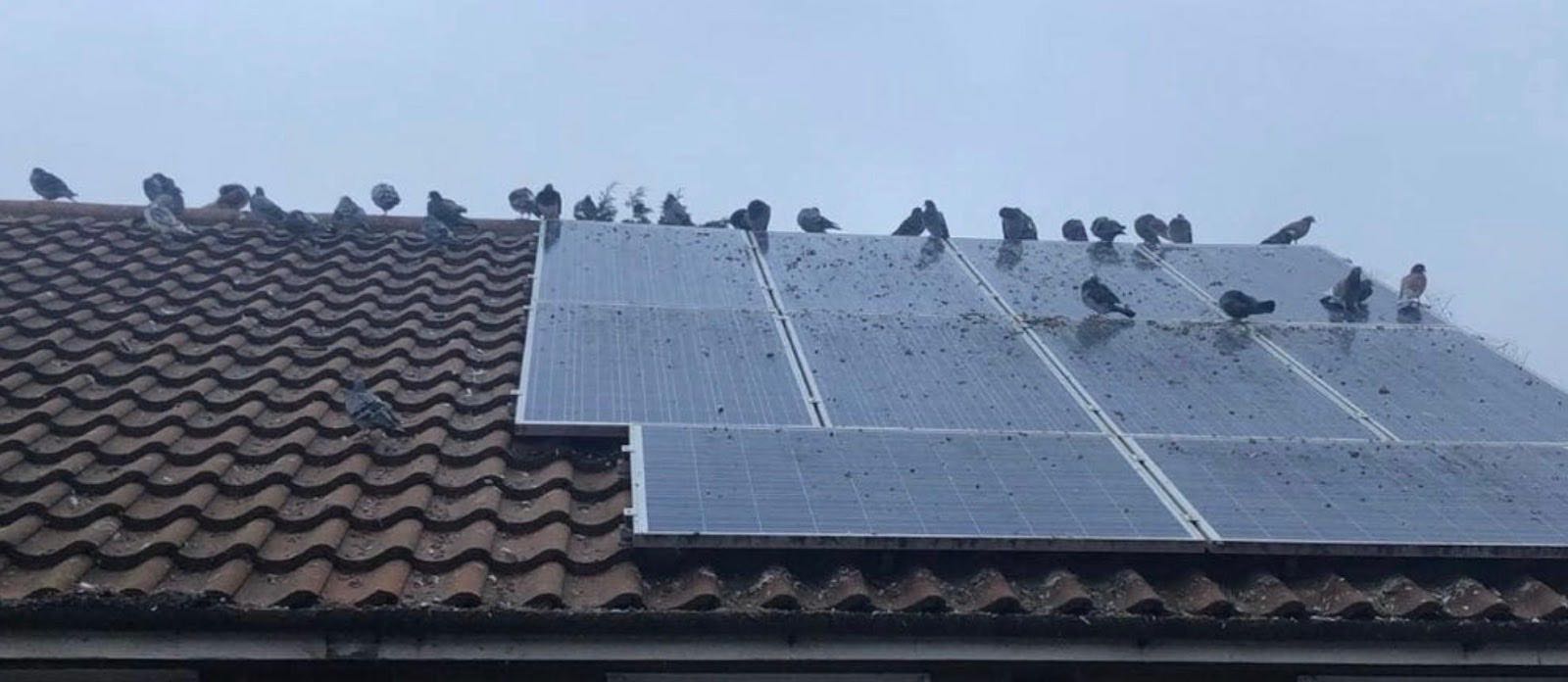 Pigeons on solar panels